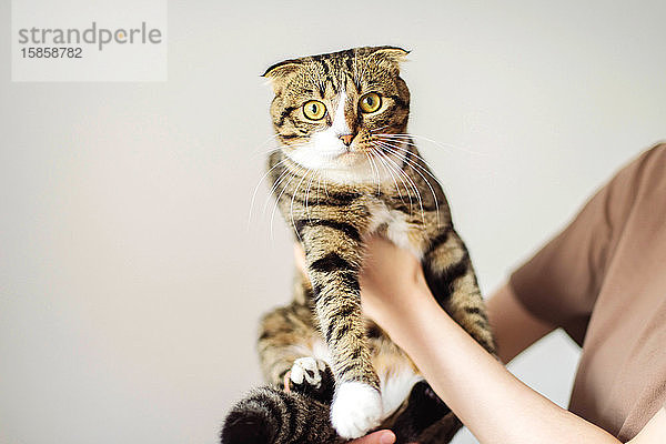 Junge Frau hält schöne Katze auf weißem Hintergrund