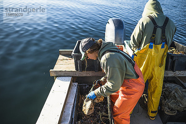 Aquakultur-Schalentiere für Muscheln in der Narragansett Bay in Rhode Island