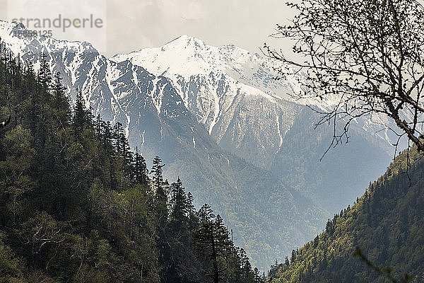 alpine Landschaft mit schneebedeckten Bergen und mit Kiefernwäldern bedeckten Hängen