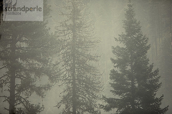 Kiefern im Nebel  Nez Perce National Forest  Idaho