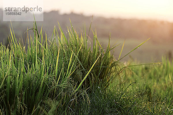 Nahaufnahme von Reis im Feld  Reisterrassen von Jatiluwih