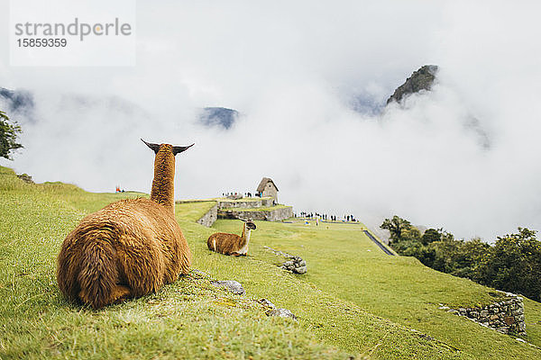 Lamas sitzen in der Nähe von Machu Picchu in Peru