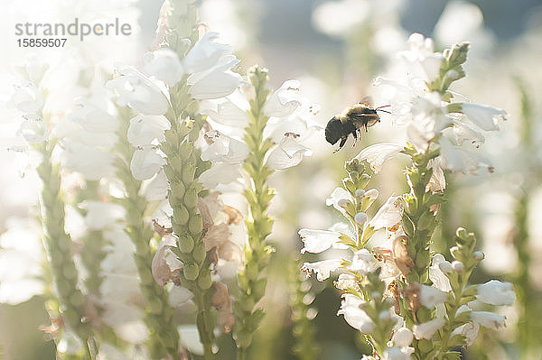 Nahaufnahme einer Biene  die im Garten bei schönem Licht im Freien fliegt