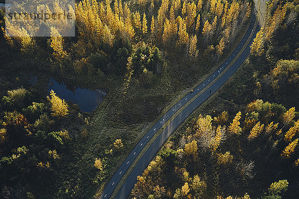 Asphaltstraße an einem sonnigen Tag im Herbstwald