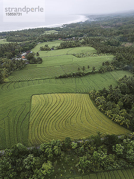 Luftaufnahme von Reisfeldern nahe der Meeresküste