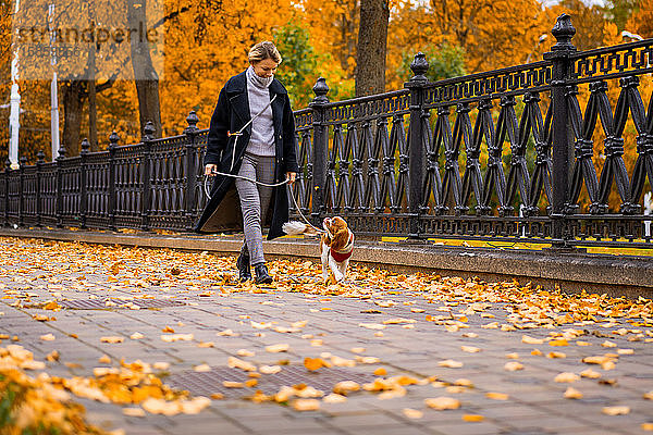 Frau geht im Herbst mit einem Cavalier King Charles Spaniel Hund im Park spazieren