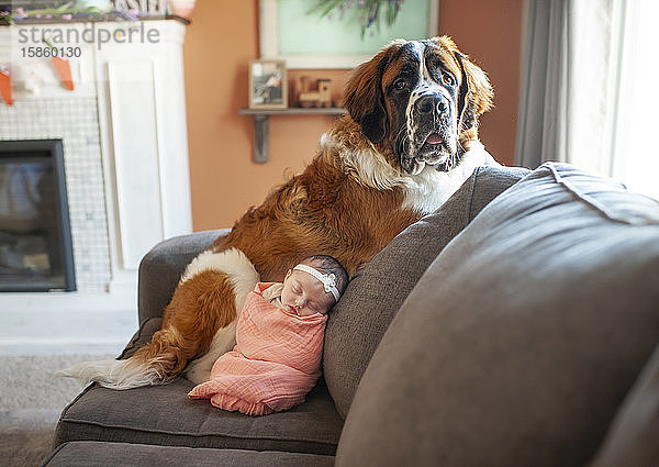Neugeborenes Mädchen kuschelt mit großem Hund zu Hause auf der Couch