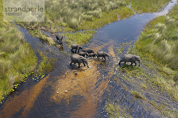 eine Gruppe von Elefanten überquert einen kleinen Fluss