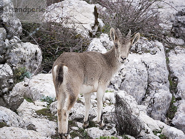 Hispanischer Steinbock (Capra Pyrenaica) Torcal de Antequera  Spanien.