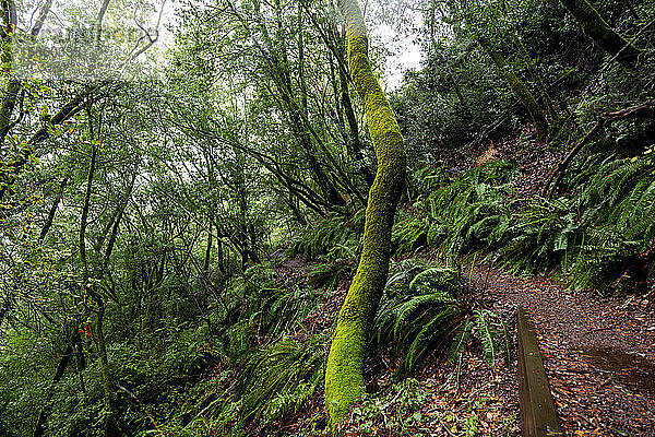 Wanderweg  der durch üppig grünen Wald und Farne führt.