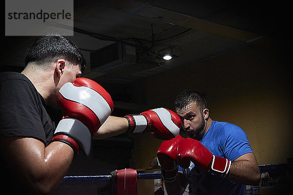 Zwei Boxer trainieren auf einem Ring