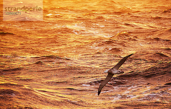 Ein Wanderalbatros; Diomedea exulans  der Vogel mit der größten Flügelspannweite auf dem Planeten  mit einer Spannweite von ca. 1 5 m  fliegt in der Drake-Passage in der Subantarktis.