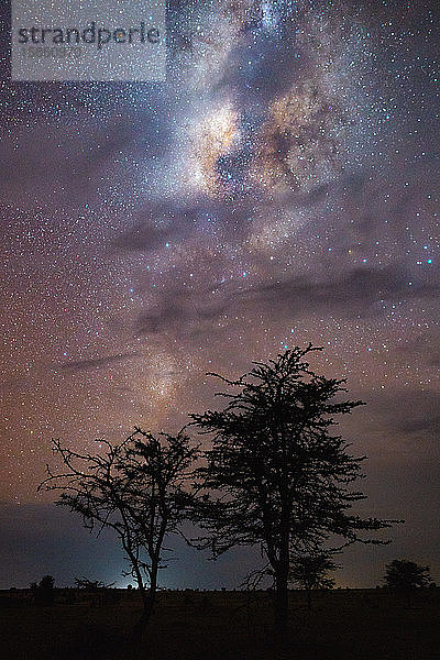 Bäume mit bewölkter Nacht und mit der Milchstraße