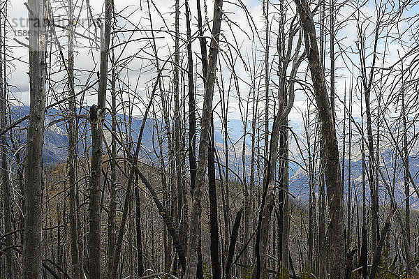 Stehende verbrannte Bäume in den Bergen