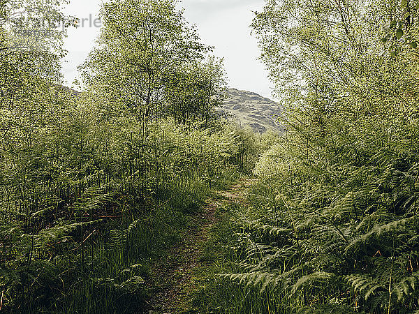 Ferngesäumter Weg in den schottischen Bergen