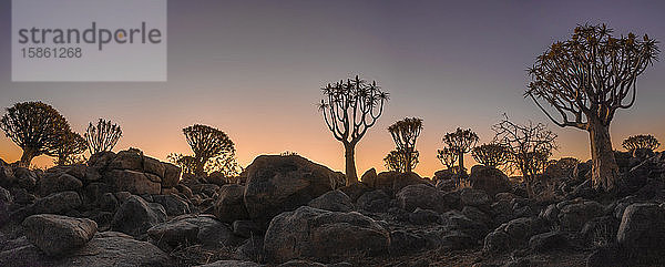 Sonnenuntergang auf Köcherbäumen in der Silhouette im Köcherbaumwald  Namibia