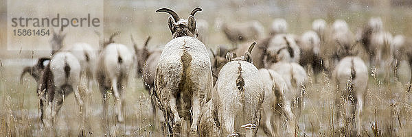 Eine Herde von Dickhornschafen  die auf einem Feld in Rock Creek  Montana  weiden.