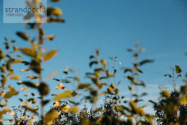 Landschaft mit Pflanzen und Mond und blauem Himmel