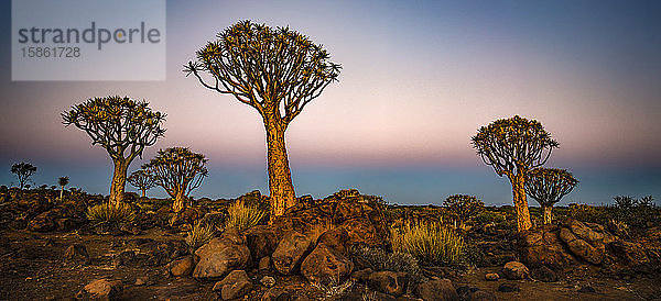 Sonnenuntergangs-Panorama von Köcherbäumen im Köcherbaumwald  Namibia