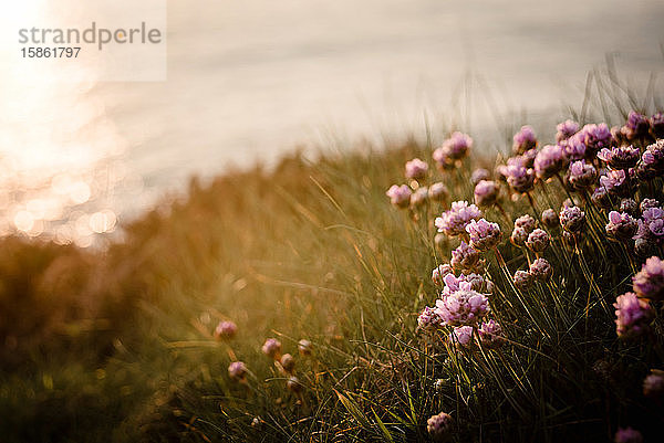 Blumen am Sonnenuntergang an der Küste von Cornwall