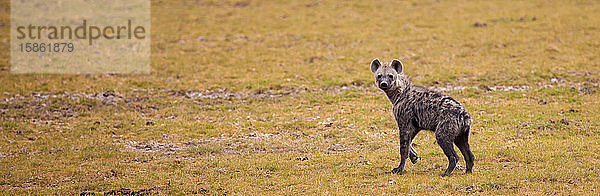 Hyäne läuft und wacht über das Grasland in Kenia