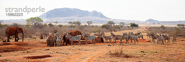 Viele Tiere  Zebras  Elefanten am Wasserloch stehend  Kenia-Safari