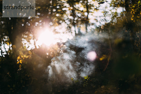 Sonnenlicht und Rauch im Wald