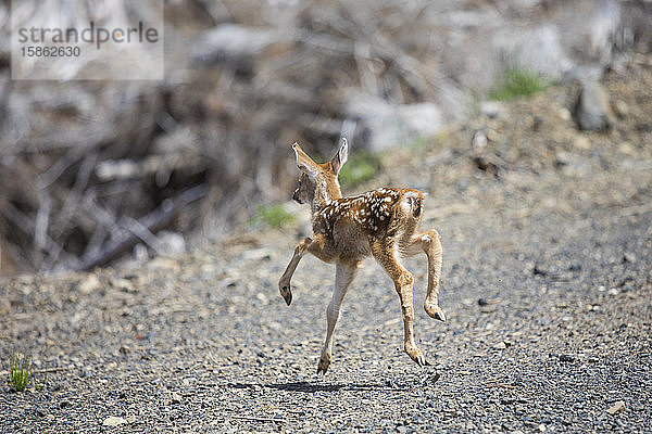 Weißwedelhirsch (Odocoileus virginianus) Rehkitz beim Laufen.