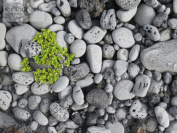 Grüne Pflanze auf runden Kieselsteinen an einem Strand in Island