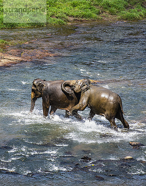 2 Elefanten im spielerischen Kampf in Pinnawala / Sri Lanka