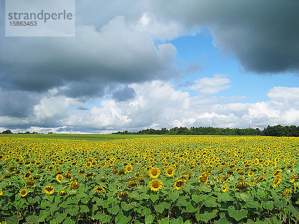 Sonnenblumenfeld und blauer Himmel im Bundesstaat New York