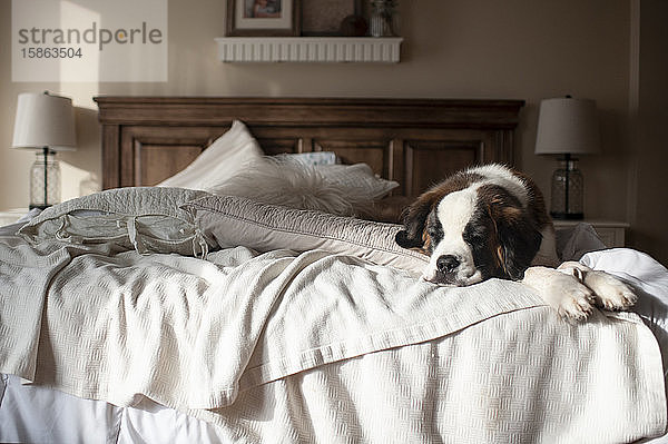 Schlafender Hund am Ende eines unordentlichen Bettes zu Hause in ziemlich hellem Licht