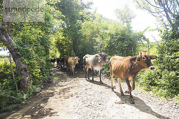 Im ländlichen Guatemala laufen die Kühe in einer Reihe auf einem Feldweg.