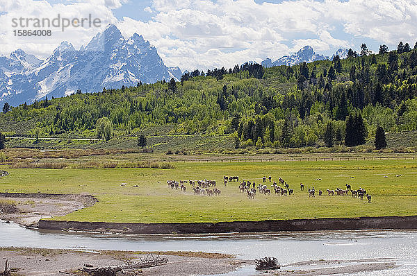 Pferdeherde auf einem Feld  Buffalo Fork und Teton-Gebirge
