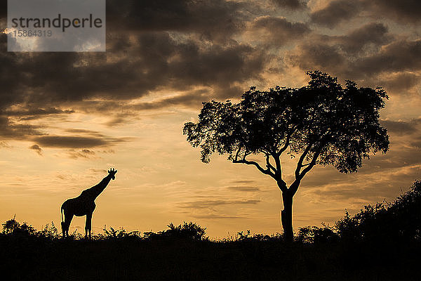 Die Silhouette einer Giraffe  Giraffa camelopardalis giraffa  an einem einzelnen Baum vor einem orangefarbenen Sonnenuntergang