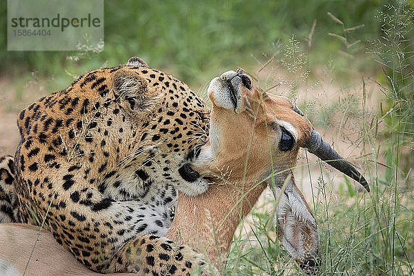 Ein Leopard  Panthera pardus  beißt einen Impala um den Hals  Aepyceros melampus