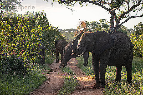 Ein afrikanischer Elefant  Loxodonta africana  wirft mit seinem Rüssel Staub auf seinen Rücken