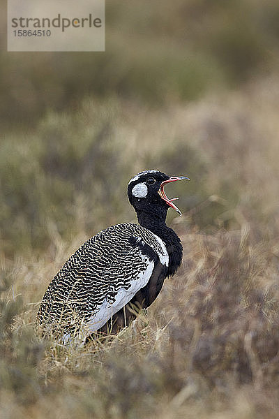 Südlicher Schwarzer Korhaan (Eupodotis afra)  männlich  rufend  Mountain Zebra National Park  Südafrika  Afrika