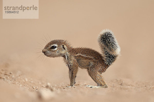 Baby-Kap-Erdhörnchen (Xerus inauris)  Kgalagadi Transfrontier Park  der den ehemaligen Kalahari Gemsbok National Park umfasst  Südafrika  Afrika