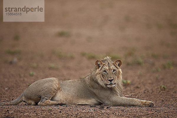 Löwe (Panthera leo)  Kgalagadi Transfrontier Park  der den ehemaligen Kalahari Gemsbok National Park umfasst  Südafrika  Afrika