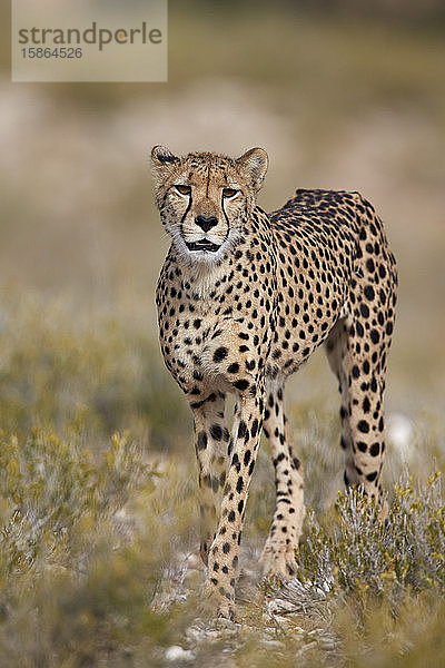 Gepard (Acinonyx jubatus)  Kgalagadi Transfrontier Park  der den ehemaligen Kalahari Gemsbok National Park umfasst  Südafrika  Afrika