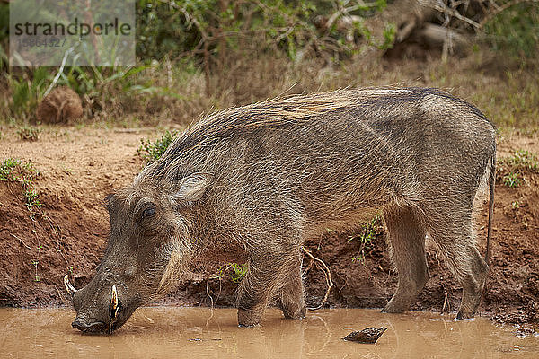 Warzenschwein (Phacochoerus aethiopicus) beim Trinken  Addo Elephant National Park  Südafrika  Afrika