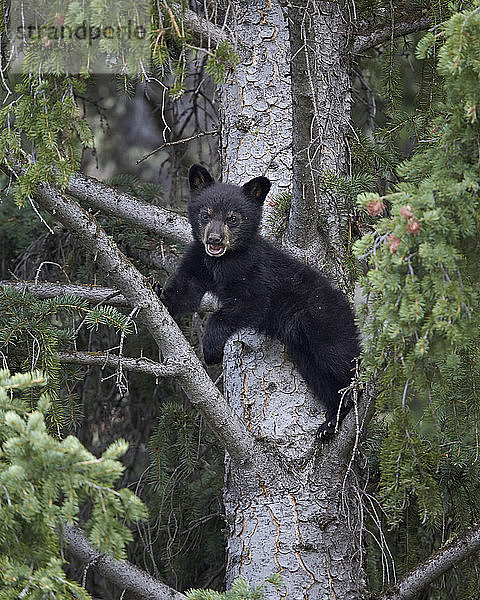 Schwarzbär (Ursus americanus) Junges des Jahres in einem Baum  Yellowstone National Park  Wyoming  Vereinigte Staaten von Amerika  Nord-Amerika