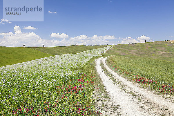 Weg durch die toskanische Landschaft in der Nähe von San Quirico  Val d'Orcia (Orcia-Tal)  UNESCO-Weltkulturerbe  Provinz Siena  Toskana  Italien  Europa