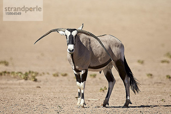 Gemsbock (Südafrikanische Oryxantilope) (Oryx gazella)  männlich mit deformierten Hörnern  Kgalagadi Transfrontier Park  der den ehemaligen Kalahari Gemsbok National Park umfasst  Südafrika  Afrika