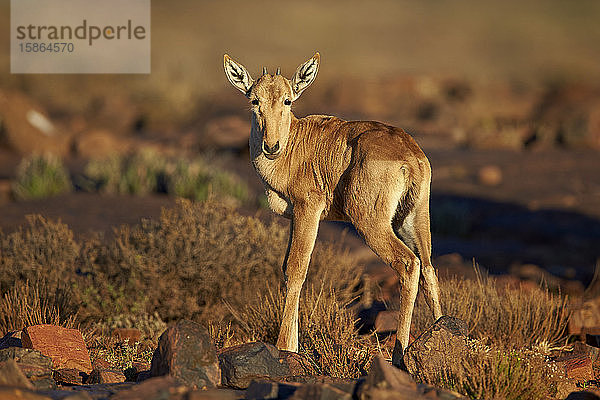 Kuhantilopen-Kalb (Alcelaphus buselaphus)  Karoo National Park  Südafrika  Afrika