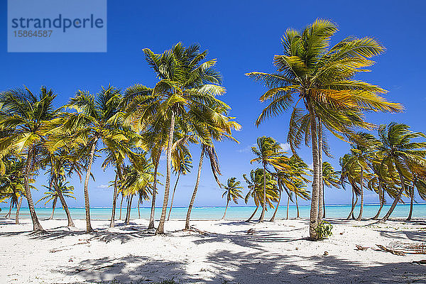 Cap Cana Beach  Punta Cana  Dominikanische Republik  Westindische Inseln  Karibik  Mittelamerika