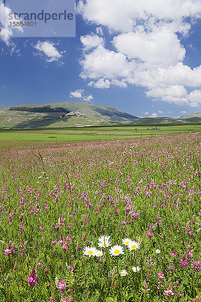 Feld mit Wildblumen  Castelluccio di Norcia  Piano Grande  Nationalpark Monti Sibillini  Bezirk Perigua  Umbrien  Italien  Europa