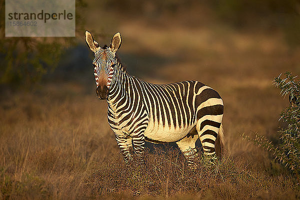 Kap-Bergzebra (Equus zebra zebra) Stute  Mountain Zebra National Park  Südafrika  Afrika