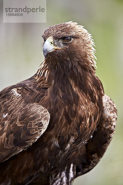 Steinadler (Aquila chrysaetos)  Yellowstone National Park  Wyoming  Vereinigte Staaten von Amerika  Nord-Amerika